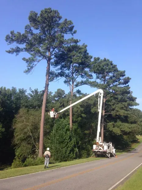 Tree trimming truck with worker in bucket, cutting tall pine tree along a road under a blue sky.
