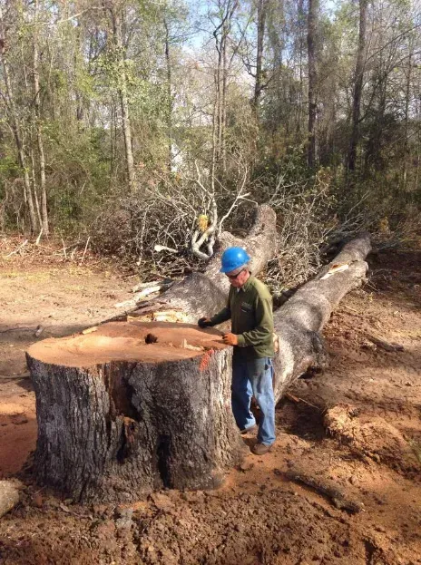 Man in blue helmet examining a large tree stump and fallen trunk in a wooded area.