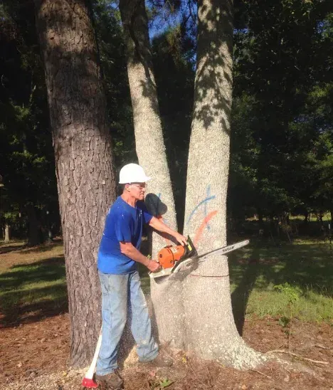 Man in hard hat using chainsaw on a tree trunk, other tree to the left, outdoors.