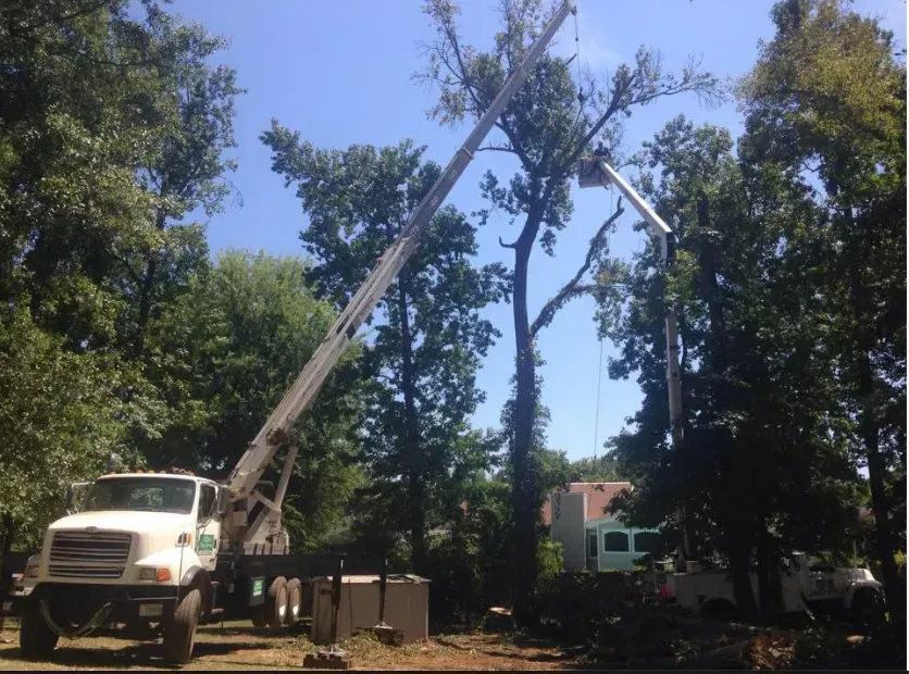 Tree trimming with a truck-mounted lift against a bright sky.
