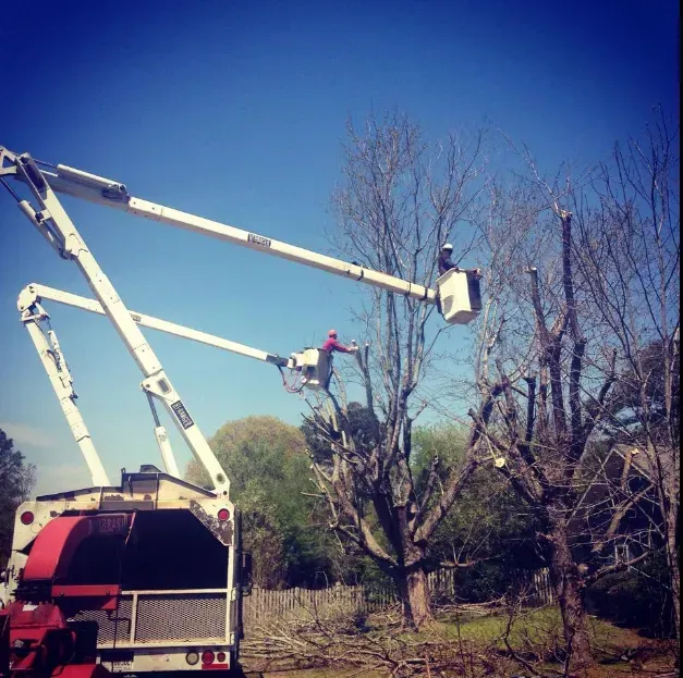 Two workers in bucket trucks trimming a tree on a sunny day. A wood chipper sits nearby.