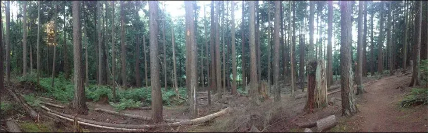 Forest scene with many tall trees and a dirt path.