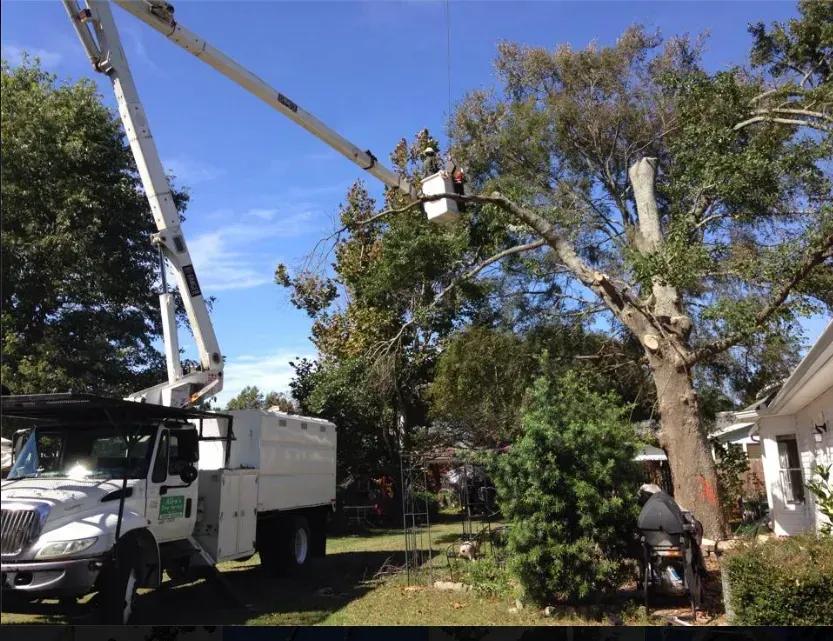 Tree service truck with a worker in a bucket trimming a large tree in a yard.