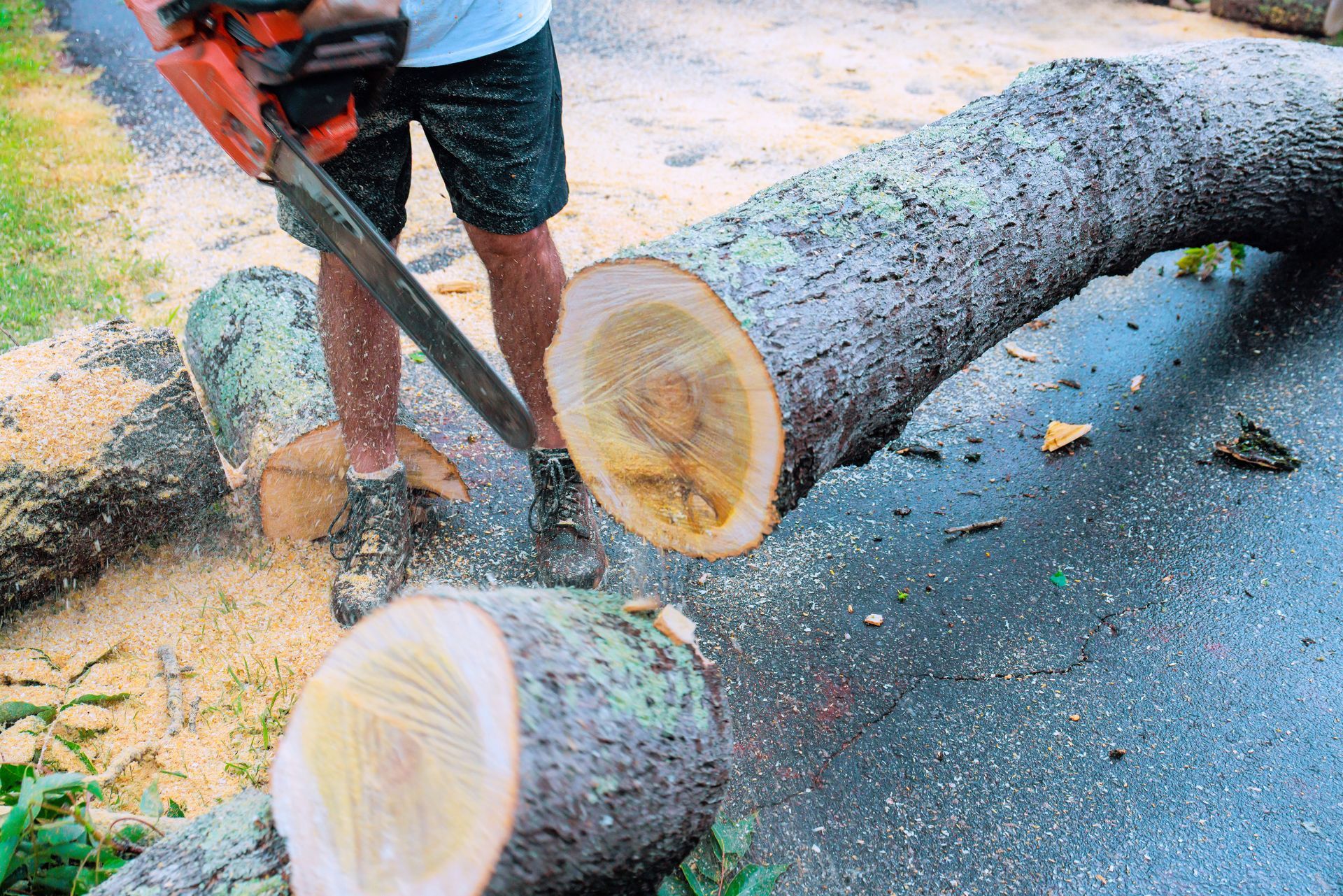 A professional arborist cutting a fallen trunk with a chainsaw during a residential tree removal. A professional arborist cutting a fallen trunk with a chainsaw during a residential tree removal.