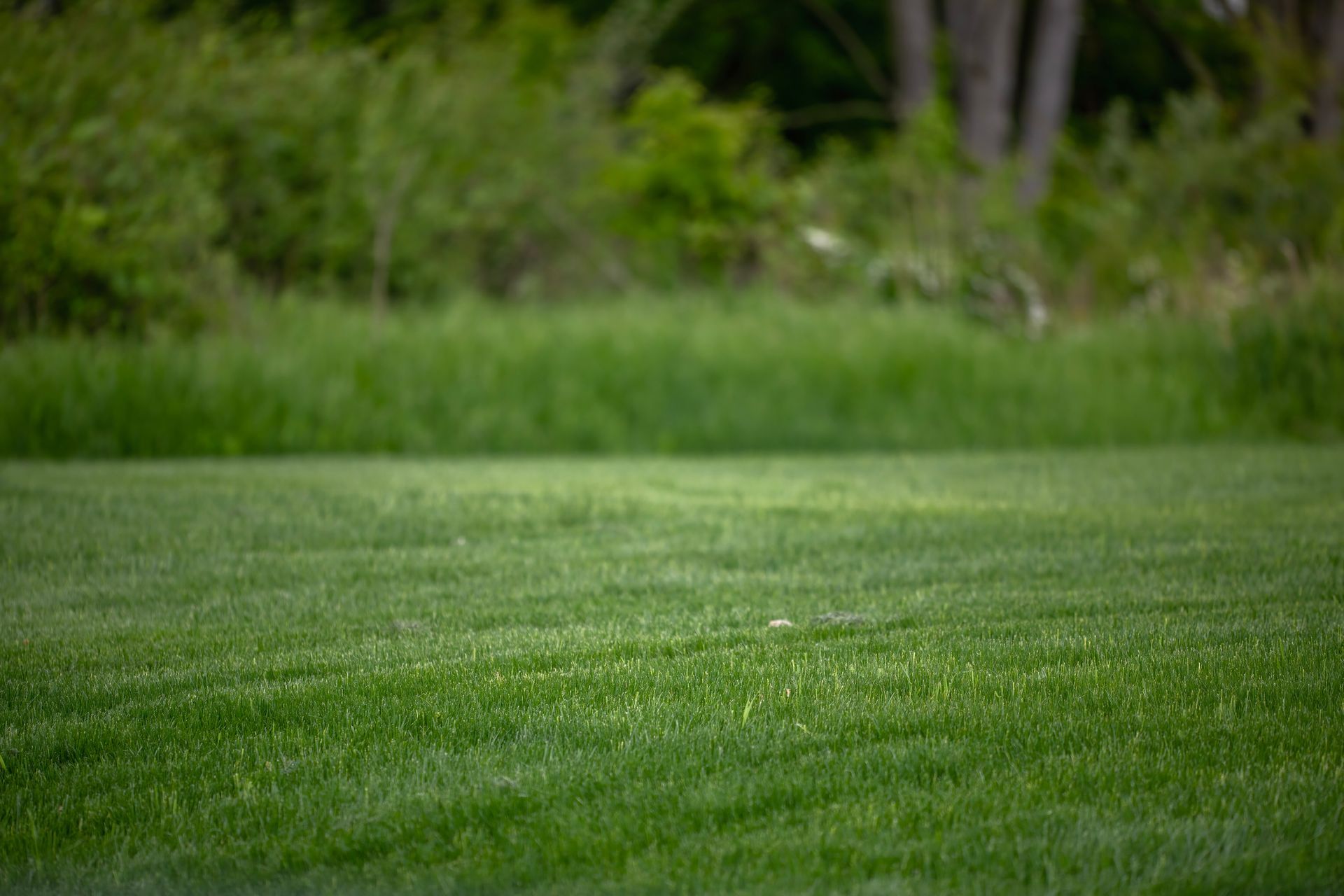 A lush green field of grass with trees in the background.