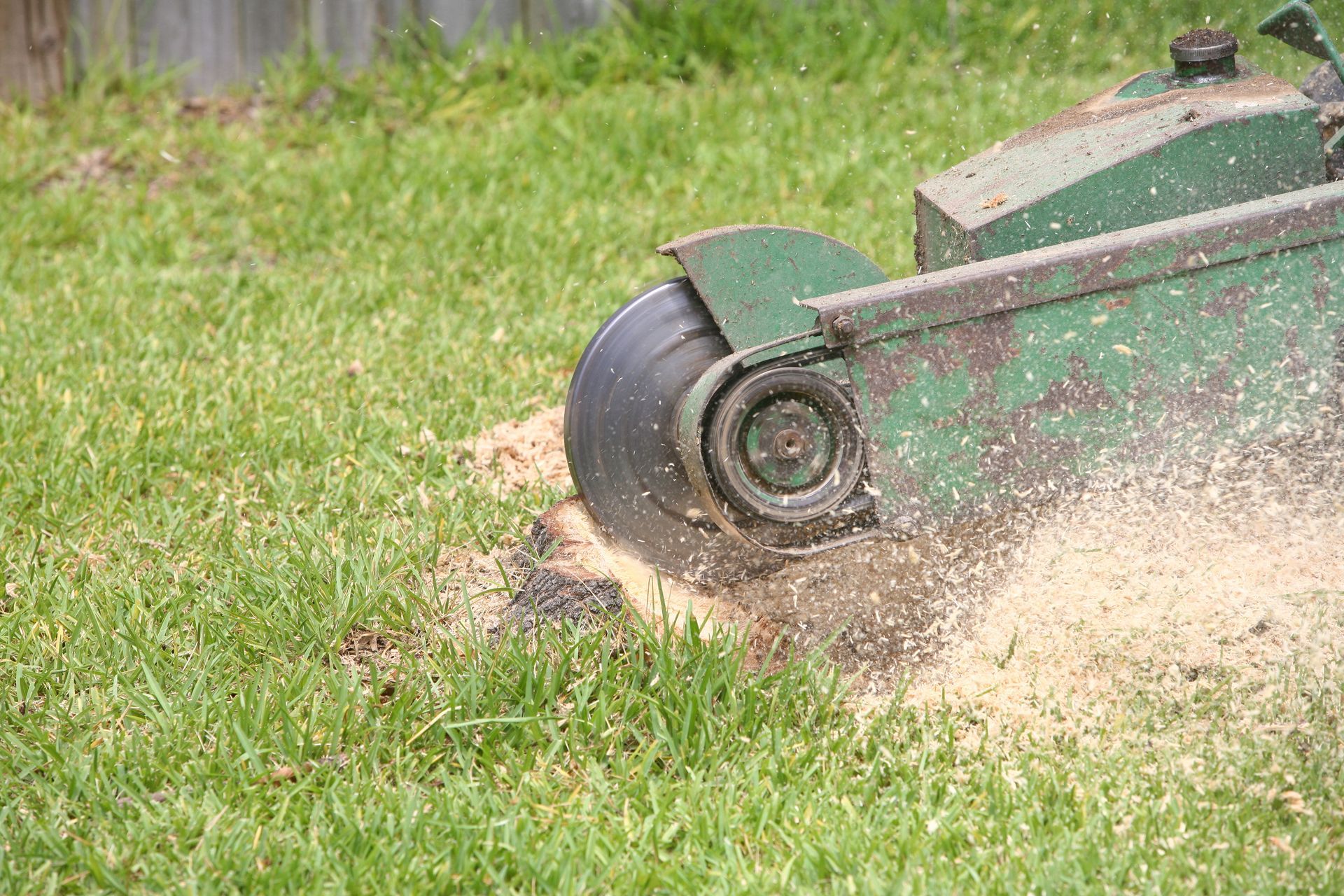 A stump grinder is cutting a tree stump in the grass.