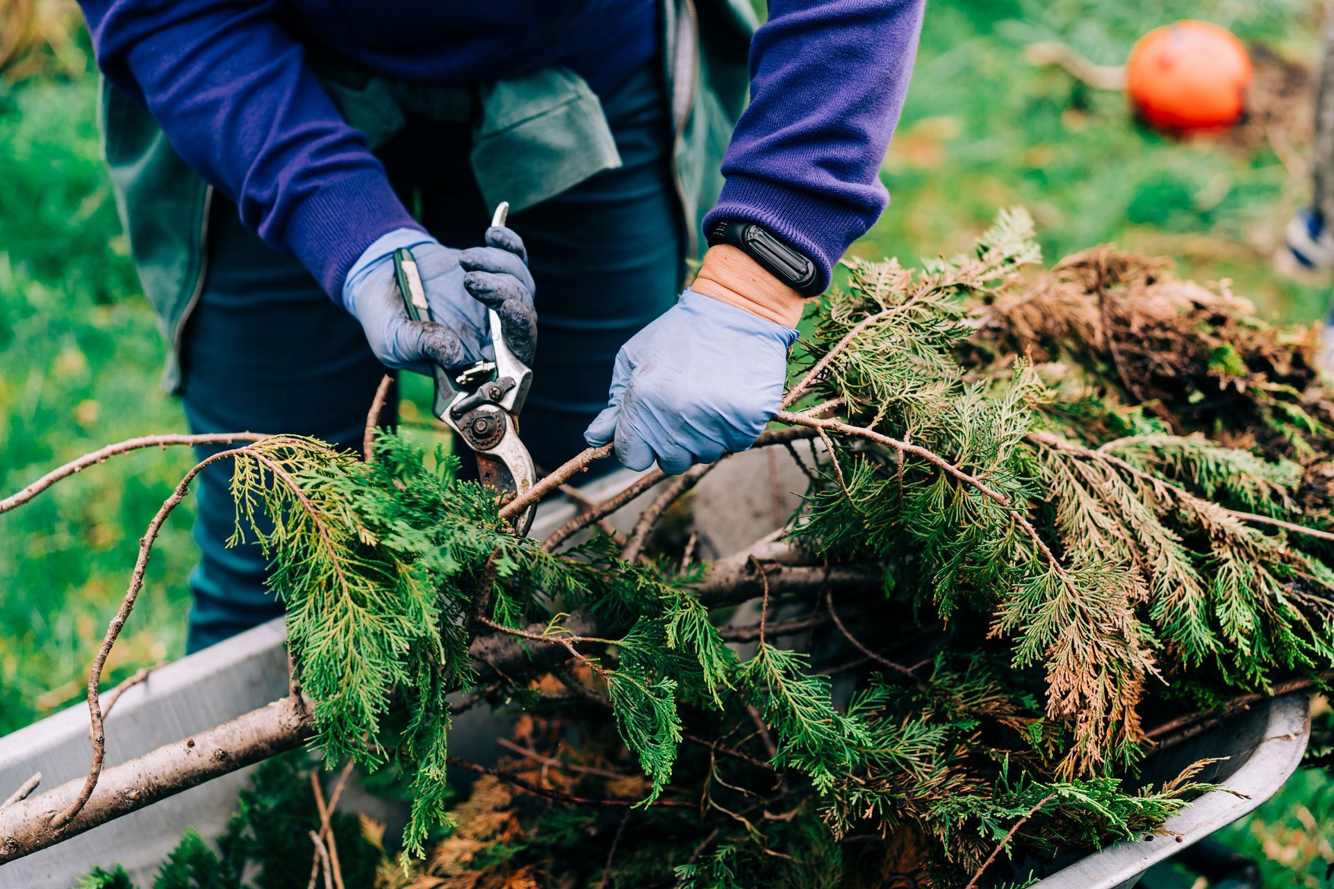 A person is cutting a tree branch with a pair of scissors.