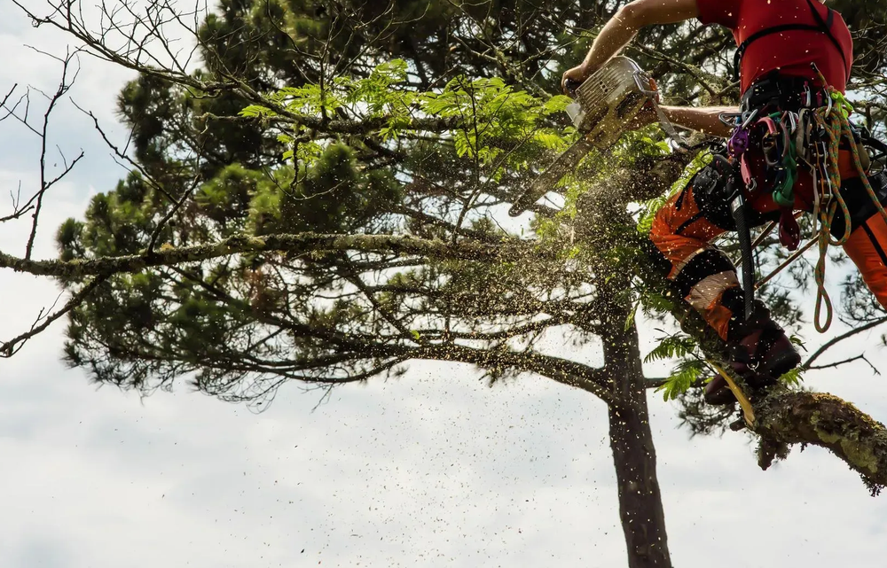 Climber in red gear hanging from a tall tree branch against a cloudy sky