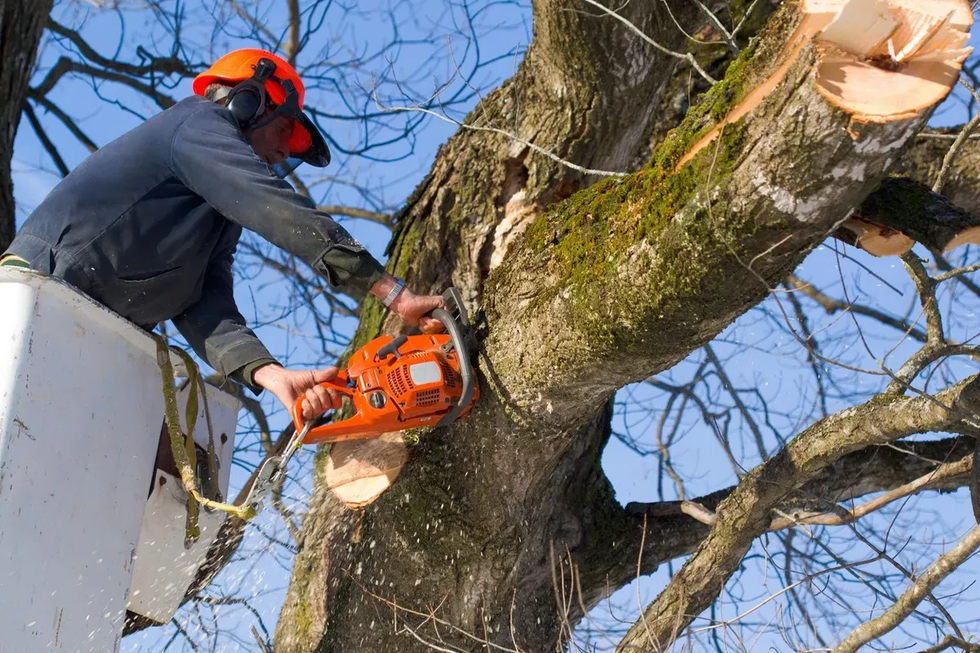 Worker using a chainsaw to cut a tree branch while standing in a bucket lift