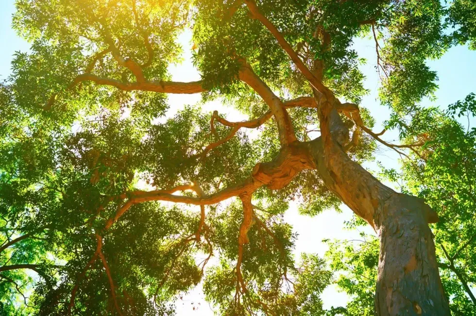Sunlit canopy of a large tree with green leaves and spreading branches against a bright sky