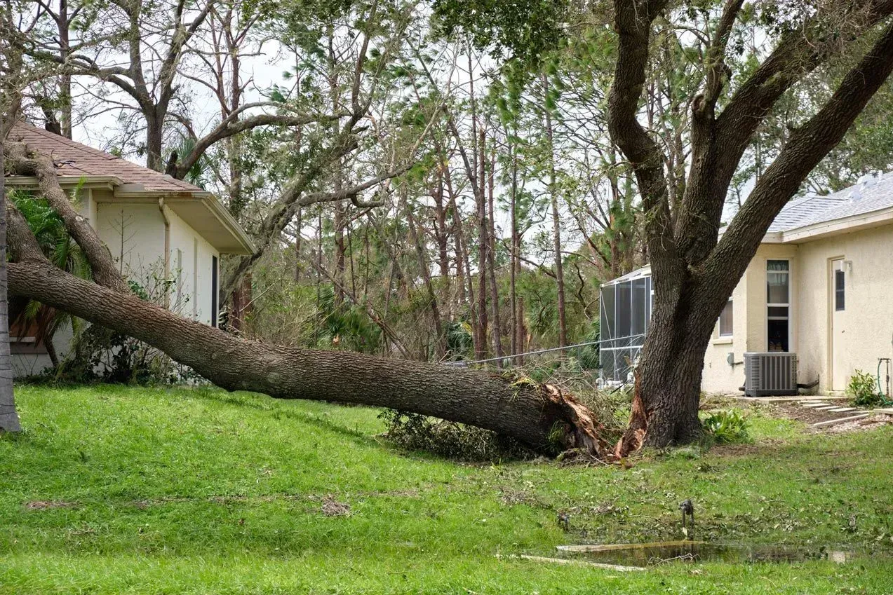 Storm-damaged yard with a large fallen tree between two houses and scattered branches.