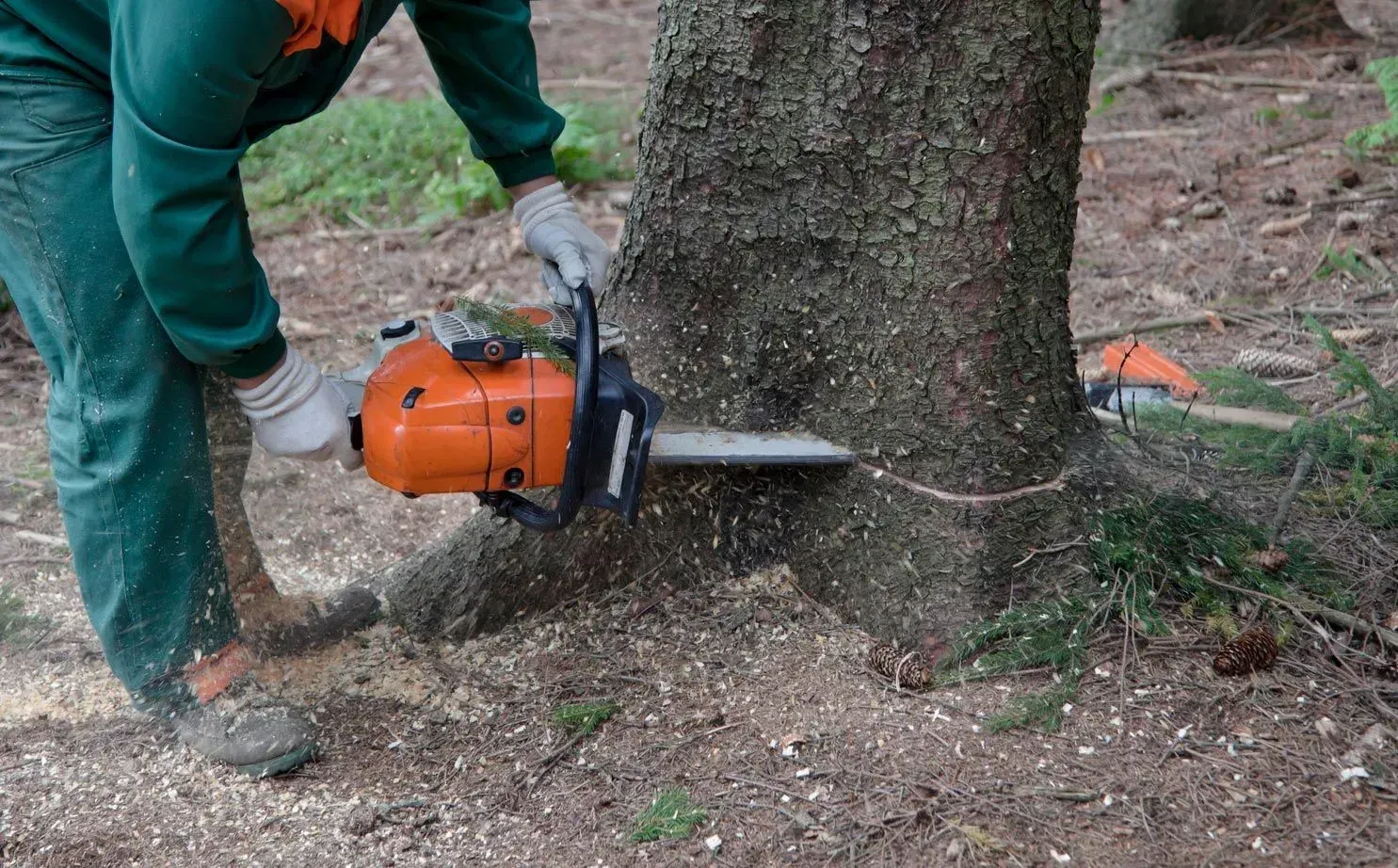 Person using an orange chainsaw to cut a tree trunk near the ground outdoors
