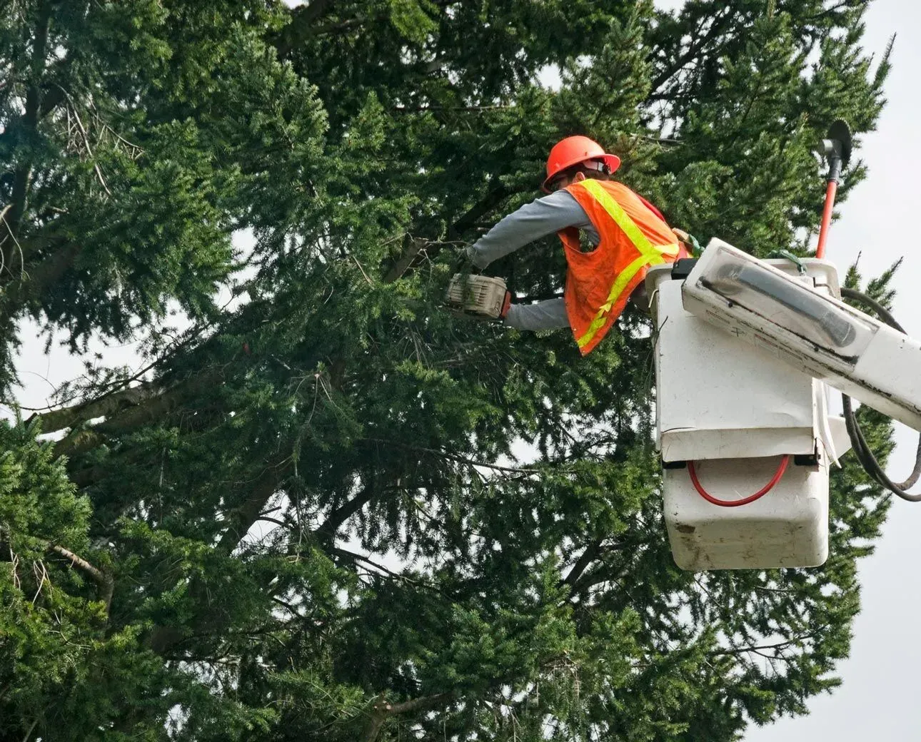 Utility worker in orange vest and hard hat in a bucket lift trimming a tree branch