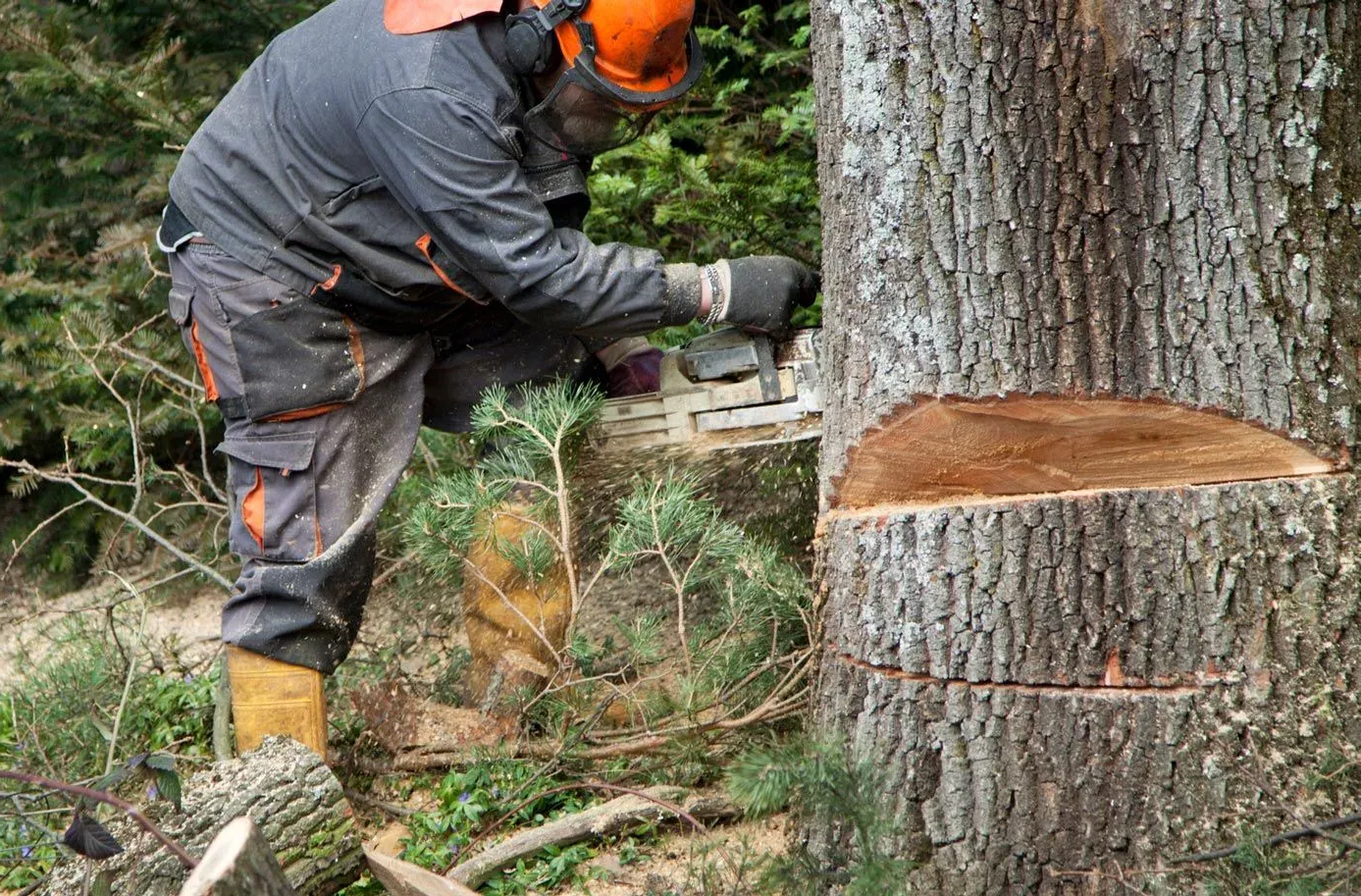 Worker in orange helmet cutting into a large tree trunk with a chainsaw in a forest.
