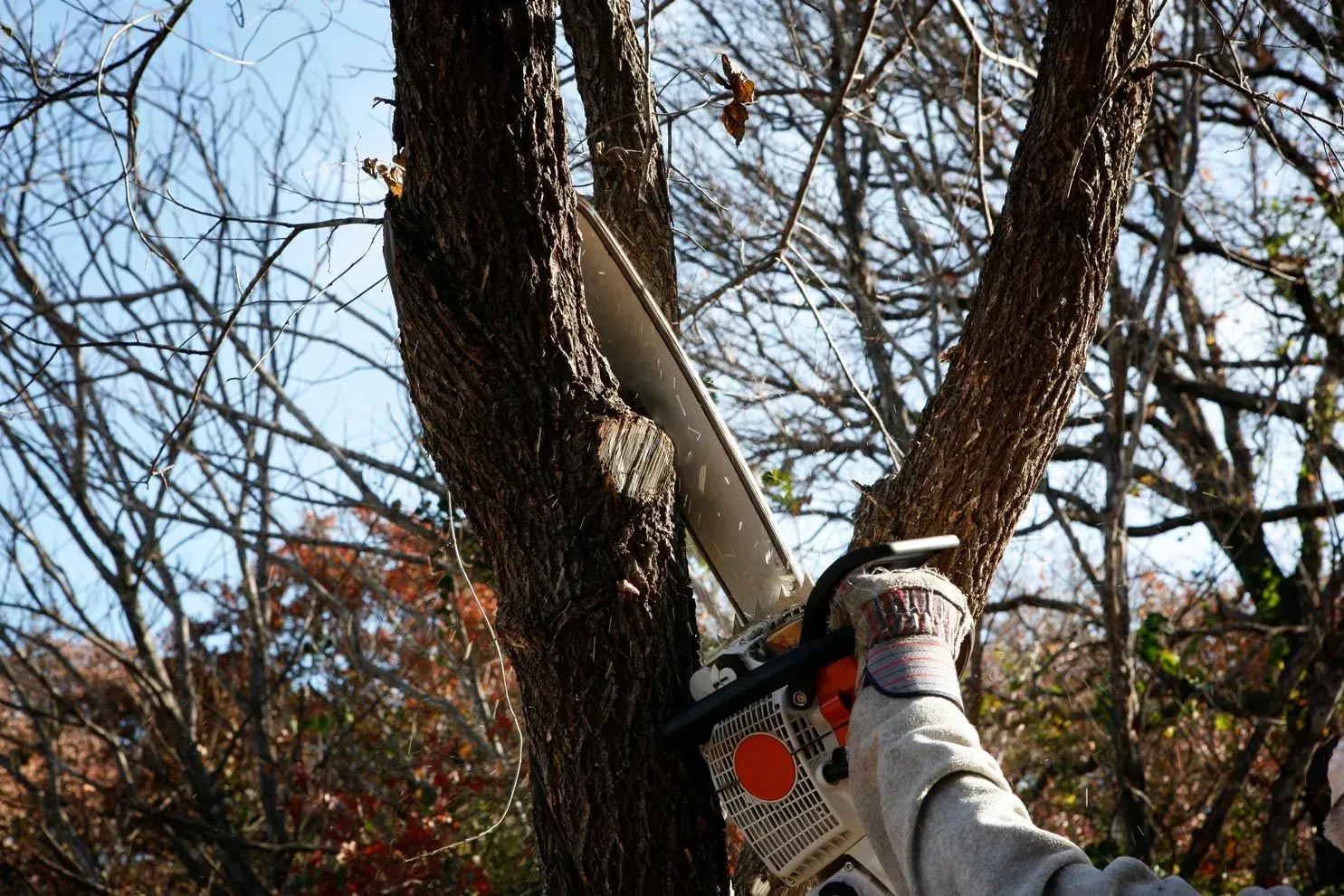 Person using a chainsaw to cut a large tree limb outdoors in winter.