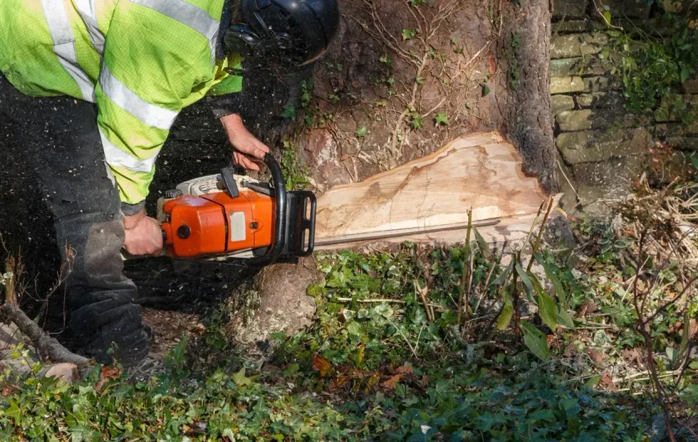 Worker in a high-visibility jacket using a chainsaw to cut a tree trunk outdoors.