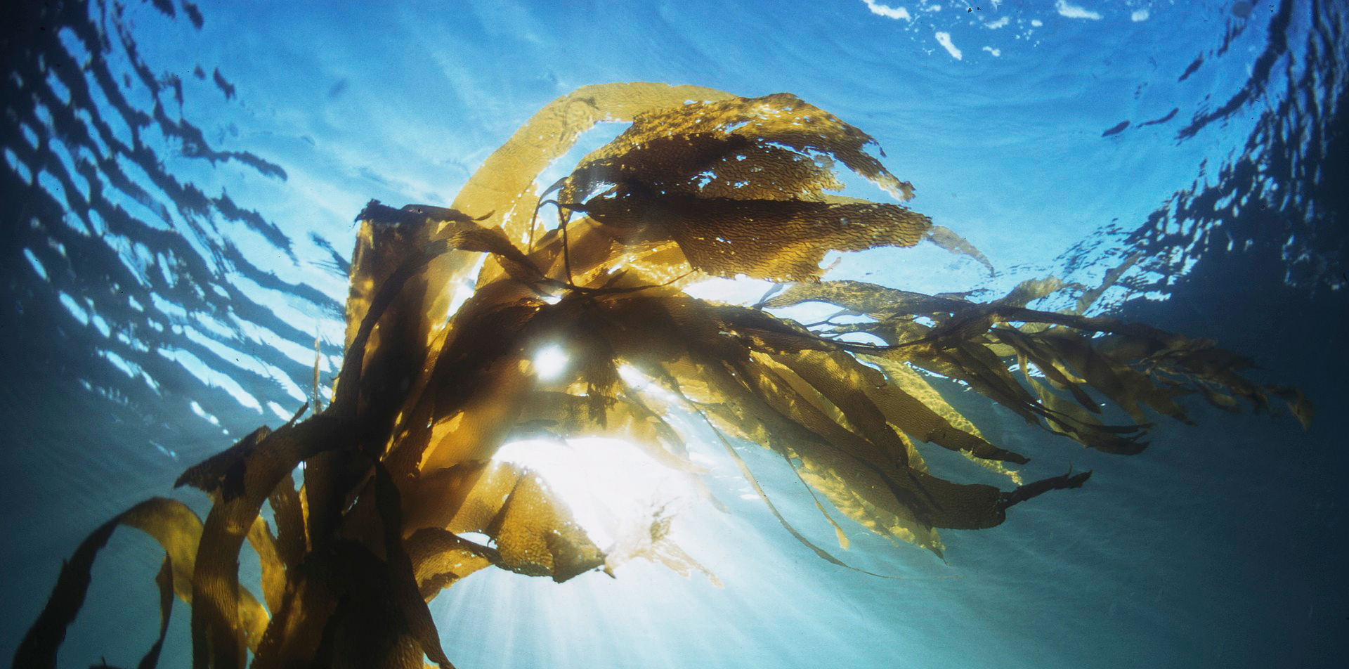 Sea Kelp