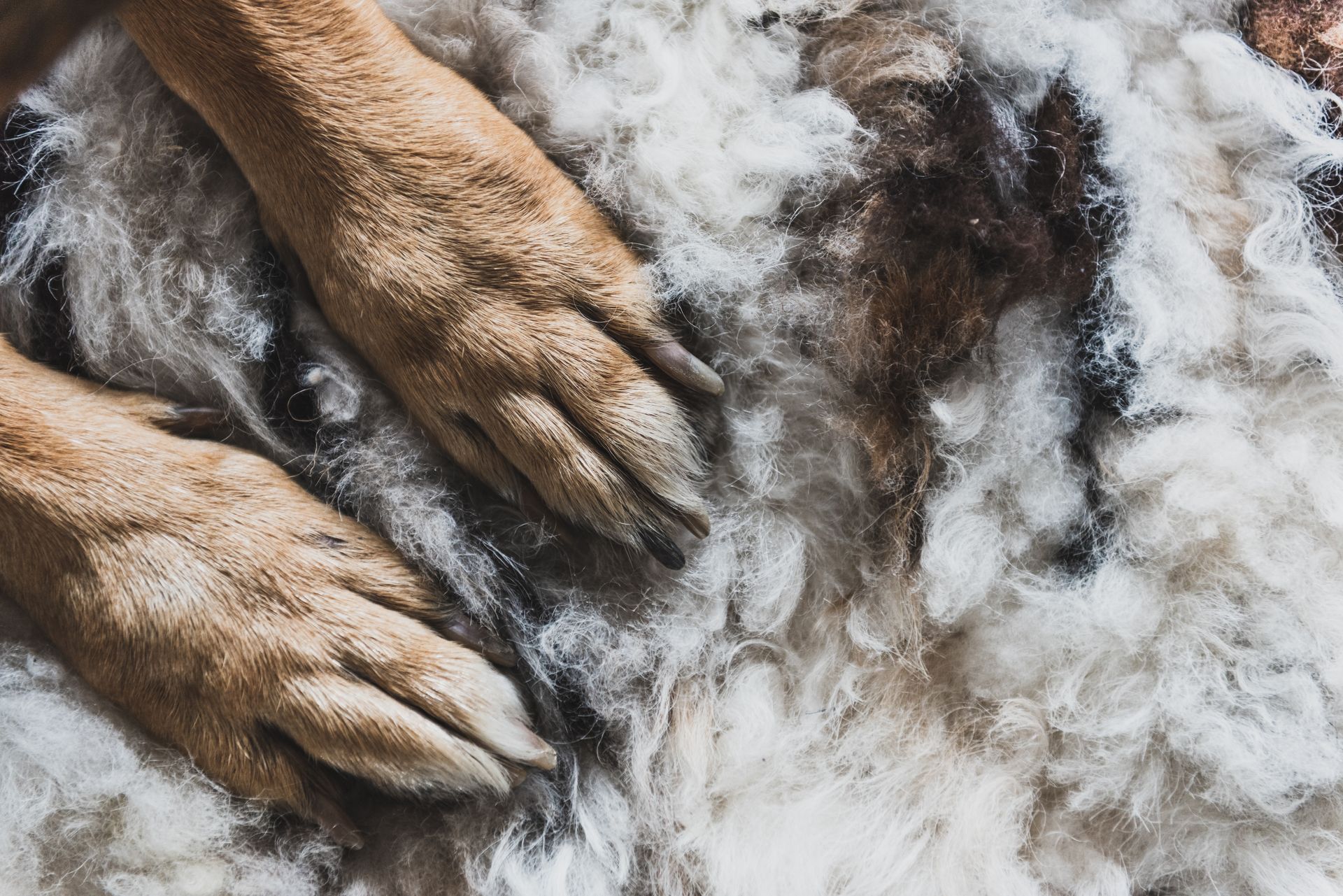Pet Friendly Cleaning Services by Neat and Easy. 