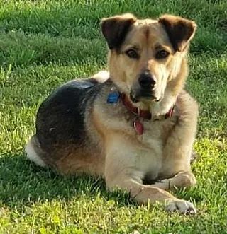Tan-and-black dog lying on green grass, wearing a collar and looking at the camera.