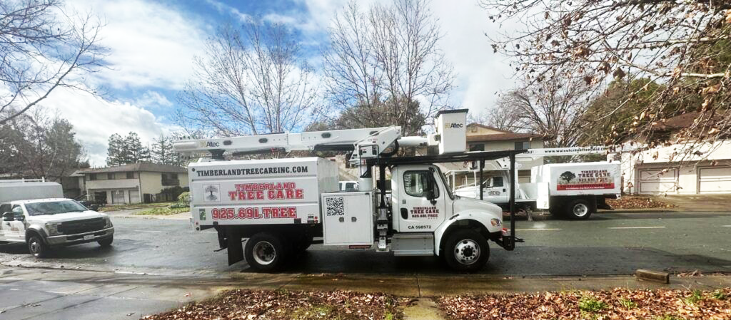 timberland tree care trucks on scene for tree removal
