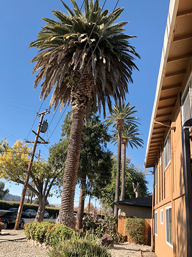 Palm tree before being trimmed