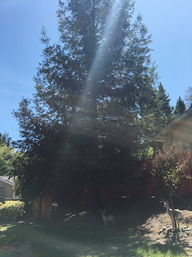 Tree before being trimmed