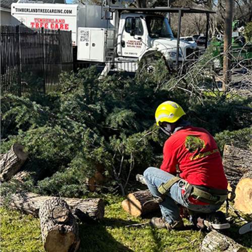 Timberland Tree Care worker chainsawing tree
