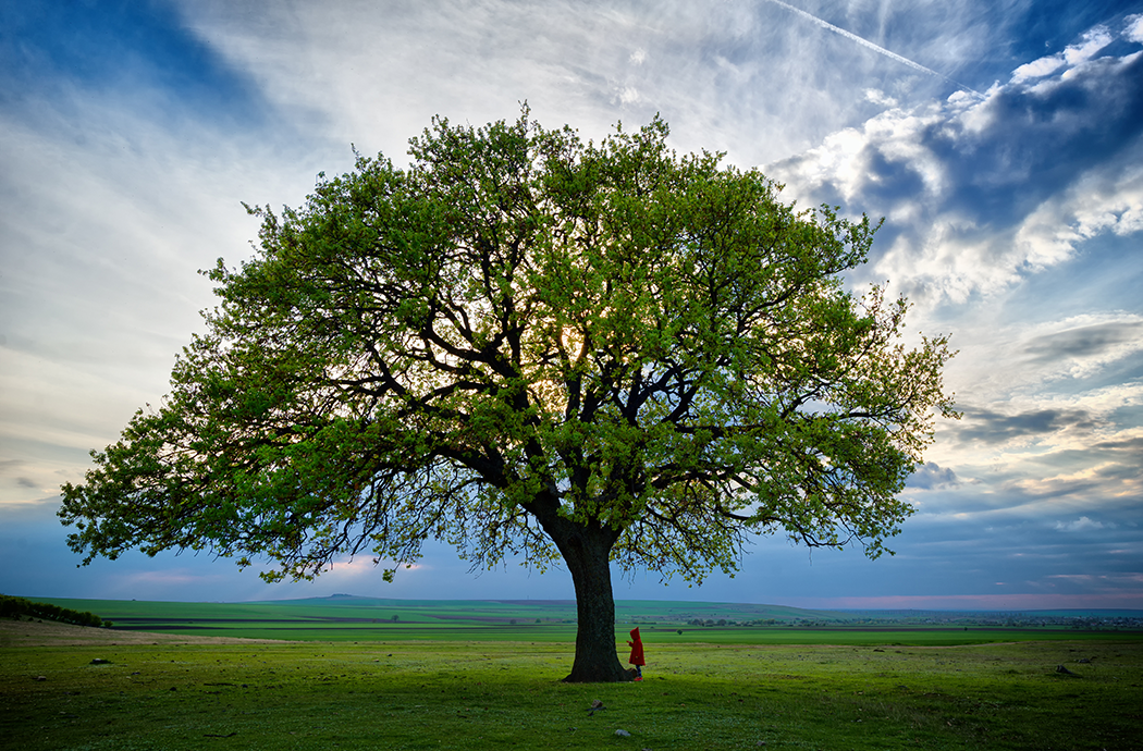tree