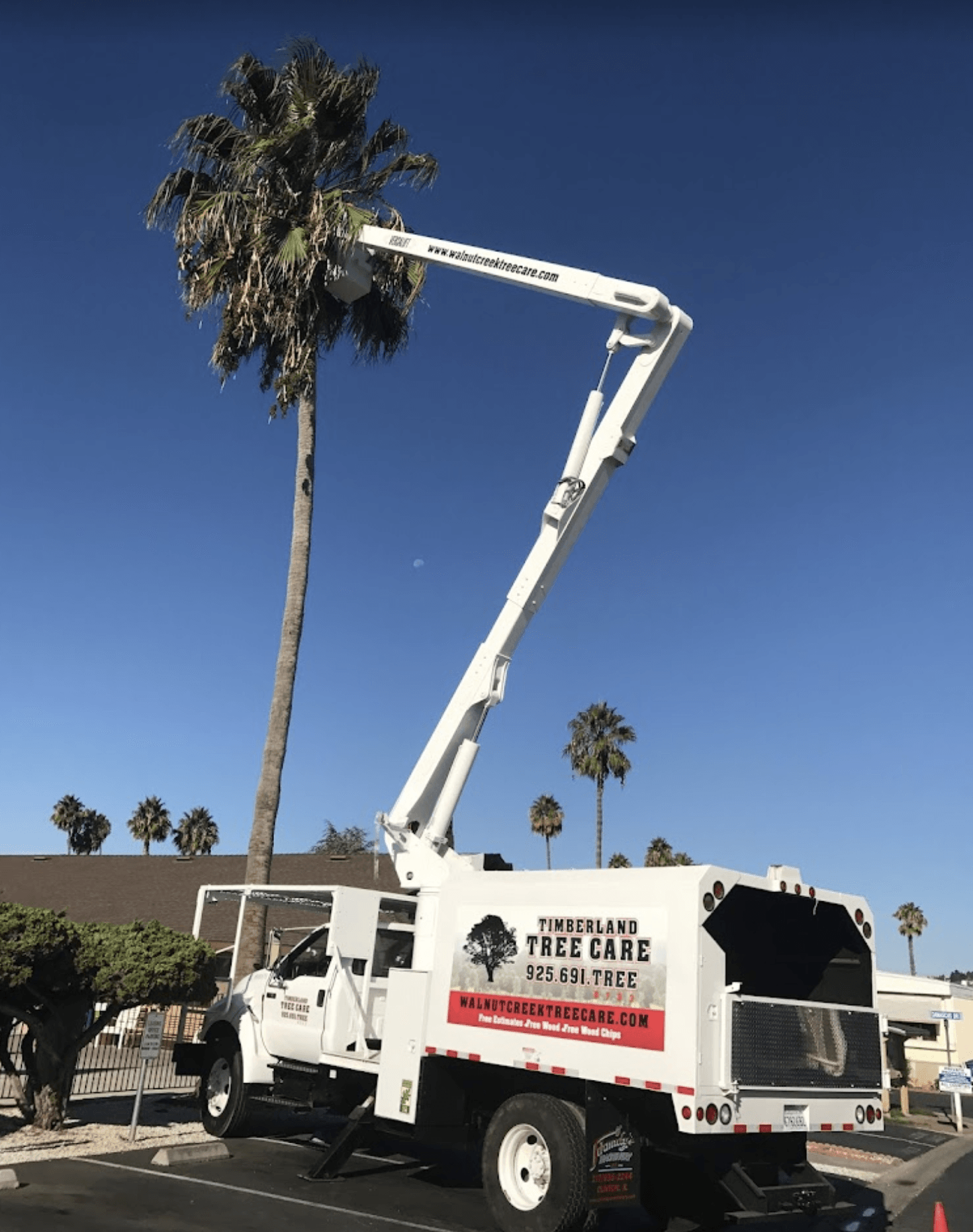 Timberland Tree Care Boom Truck with worker high in a palm tree