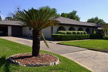 palm tree trimmed by Timberland Tree Care