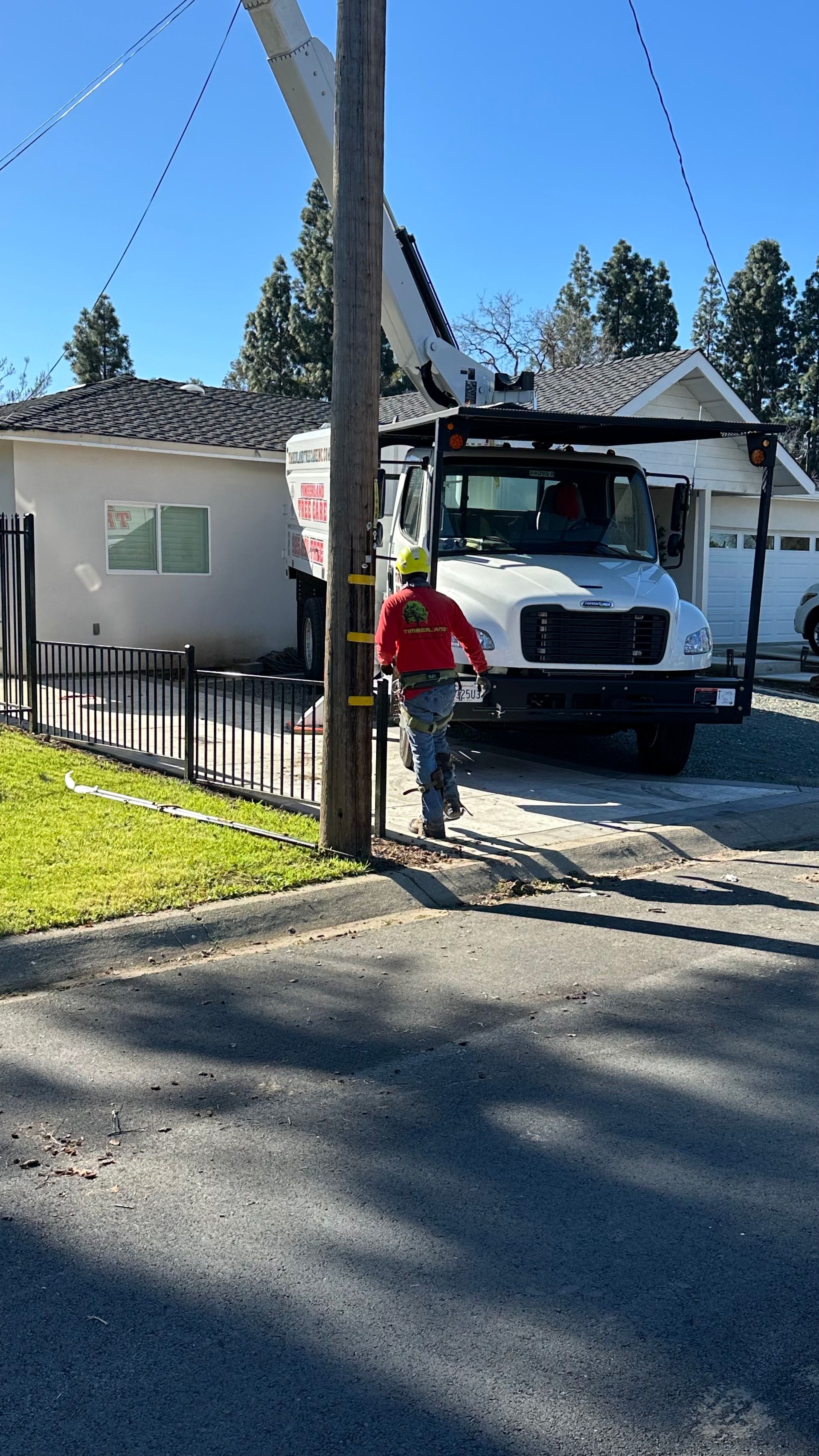tree doctor