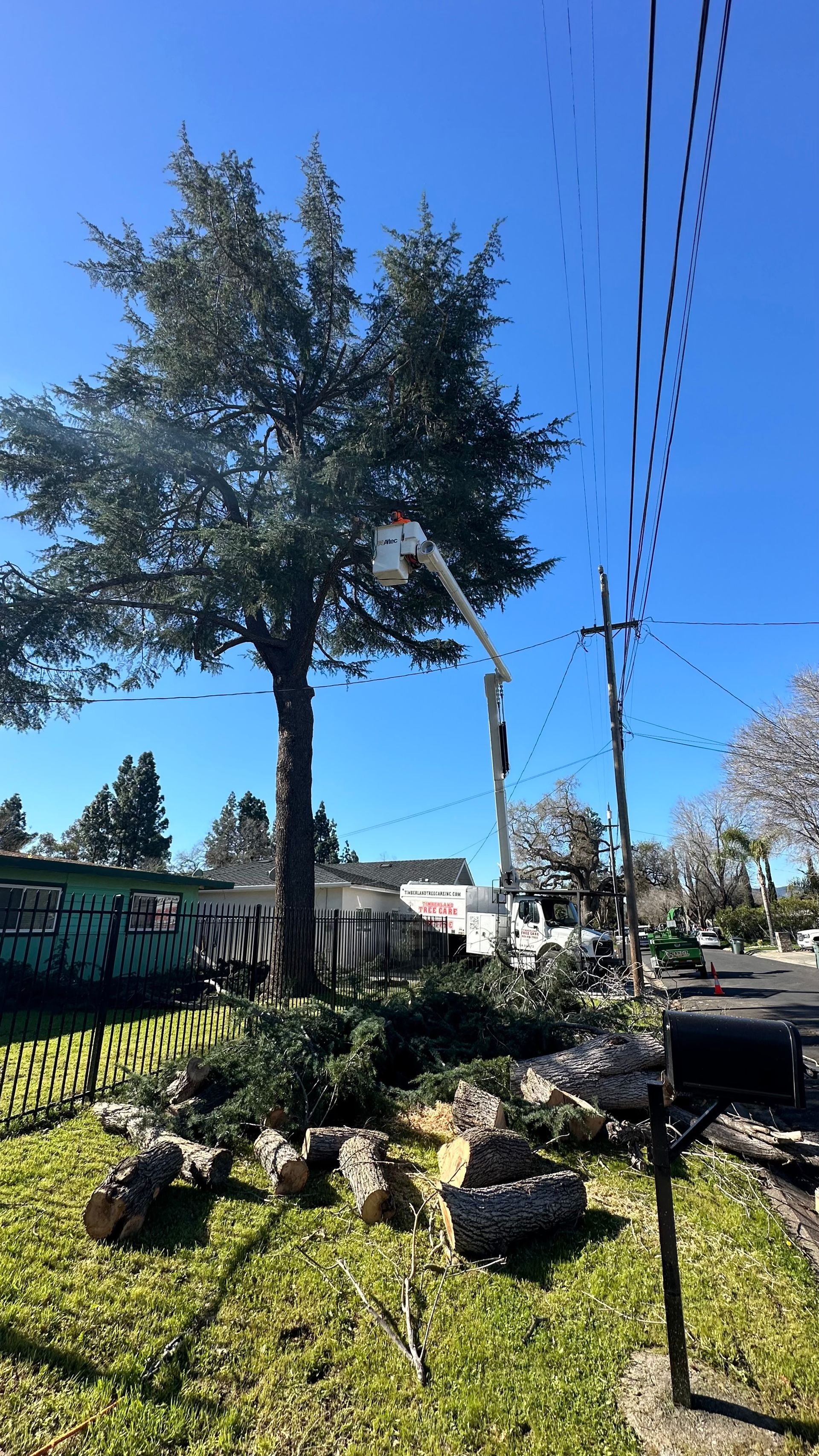tree removal