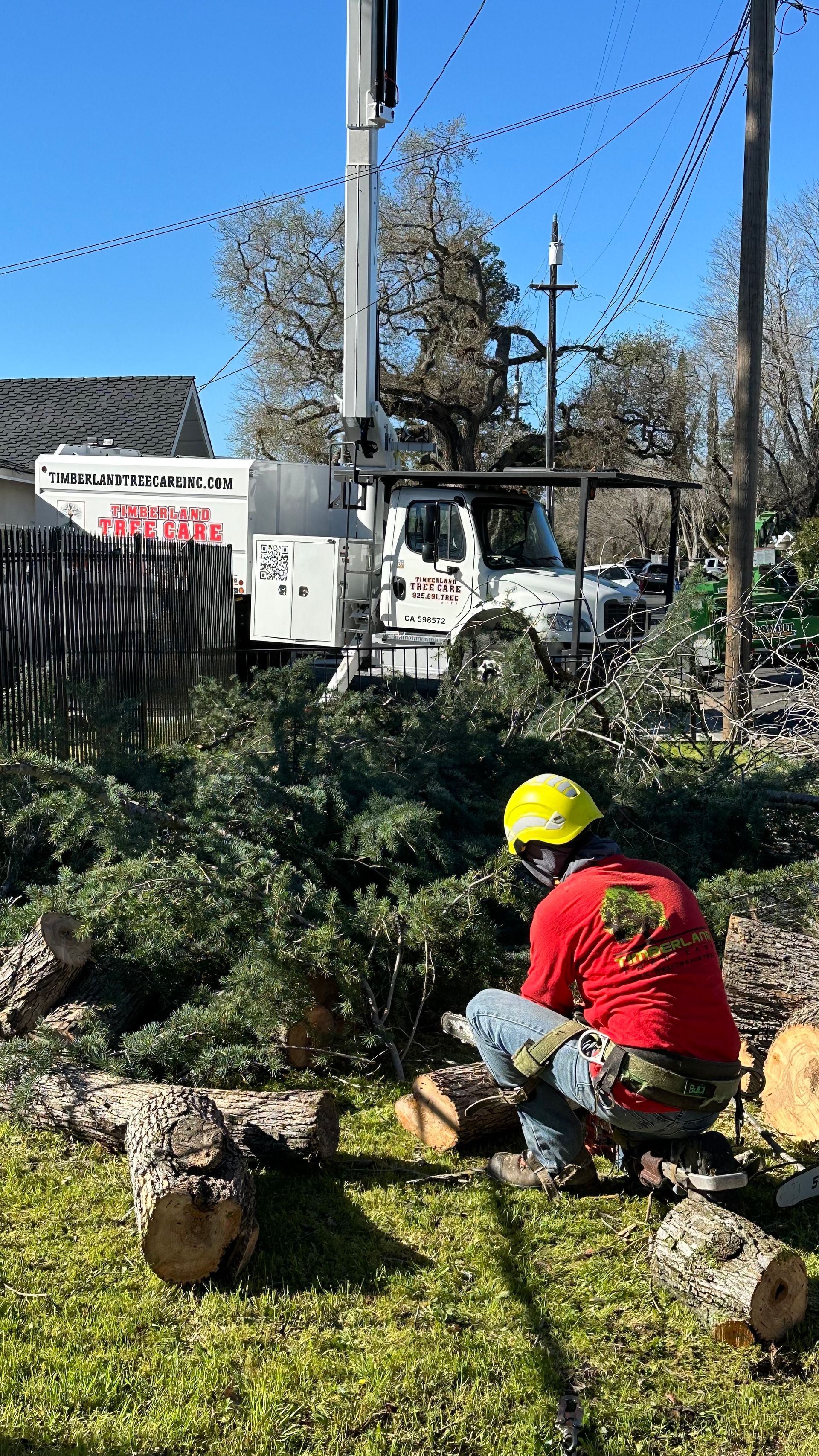 reliable tree care company removing trees in Contra Costa County, CA
