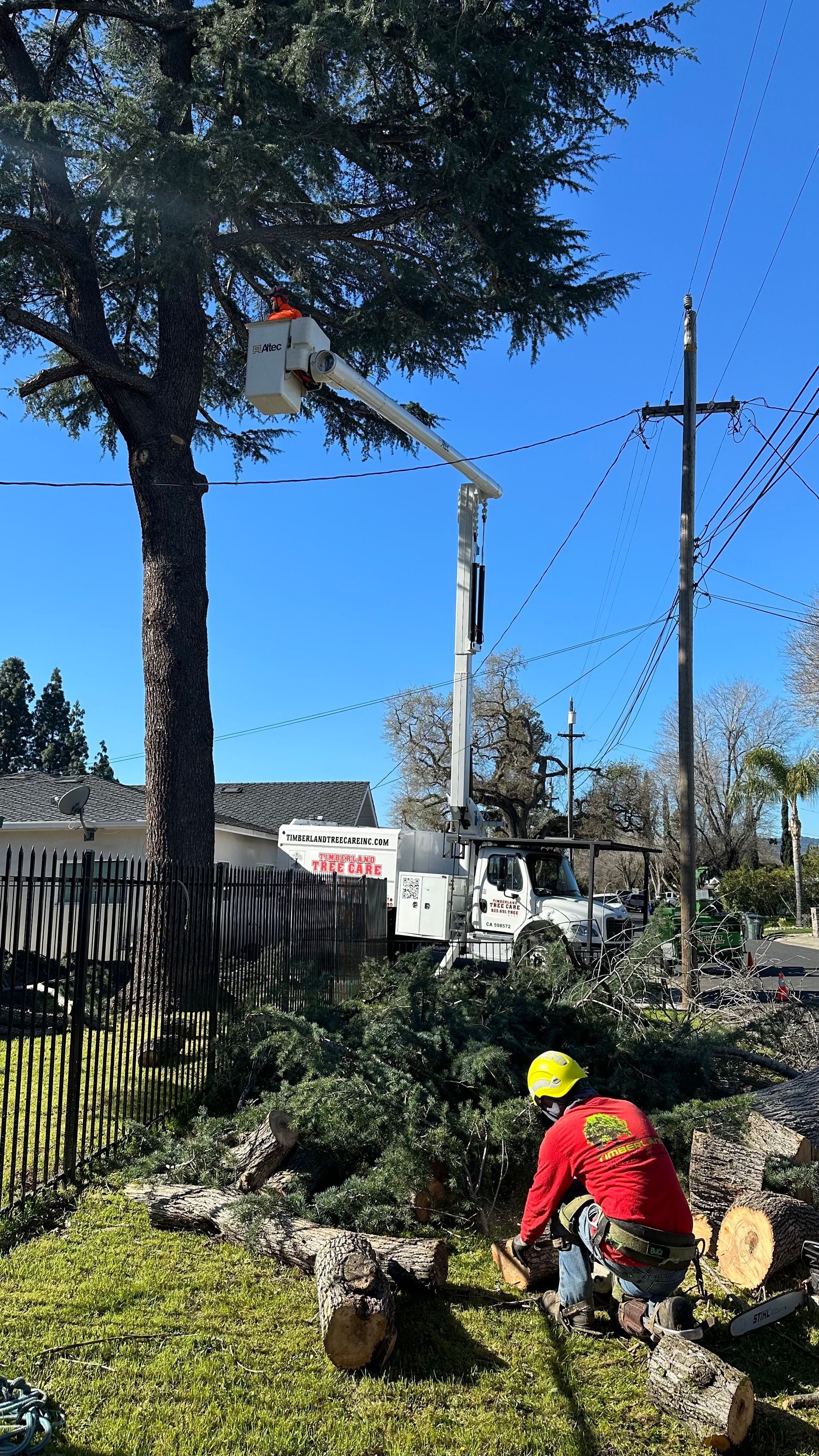 tree trimming
