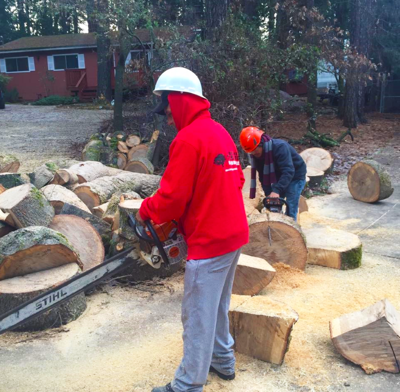 Timberland Tree Care workers cutting up fallen trees with chain saws