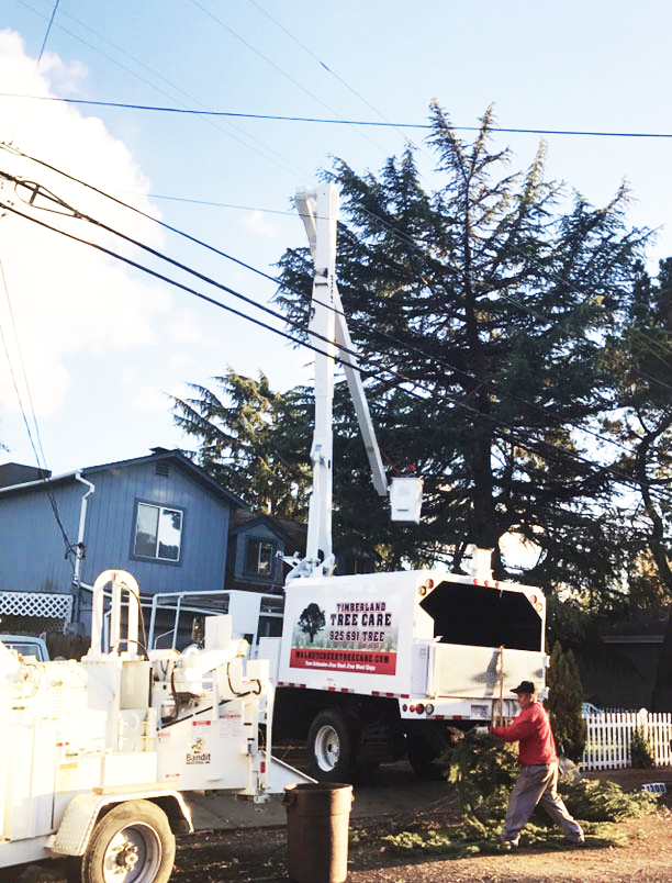 tree trimming