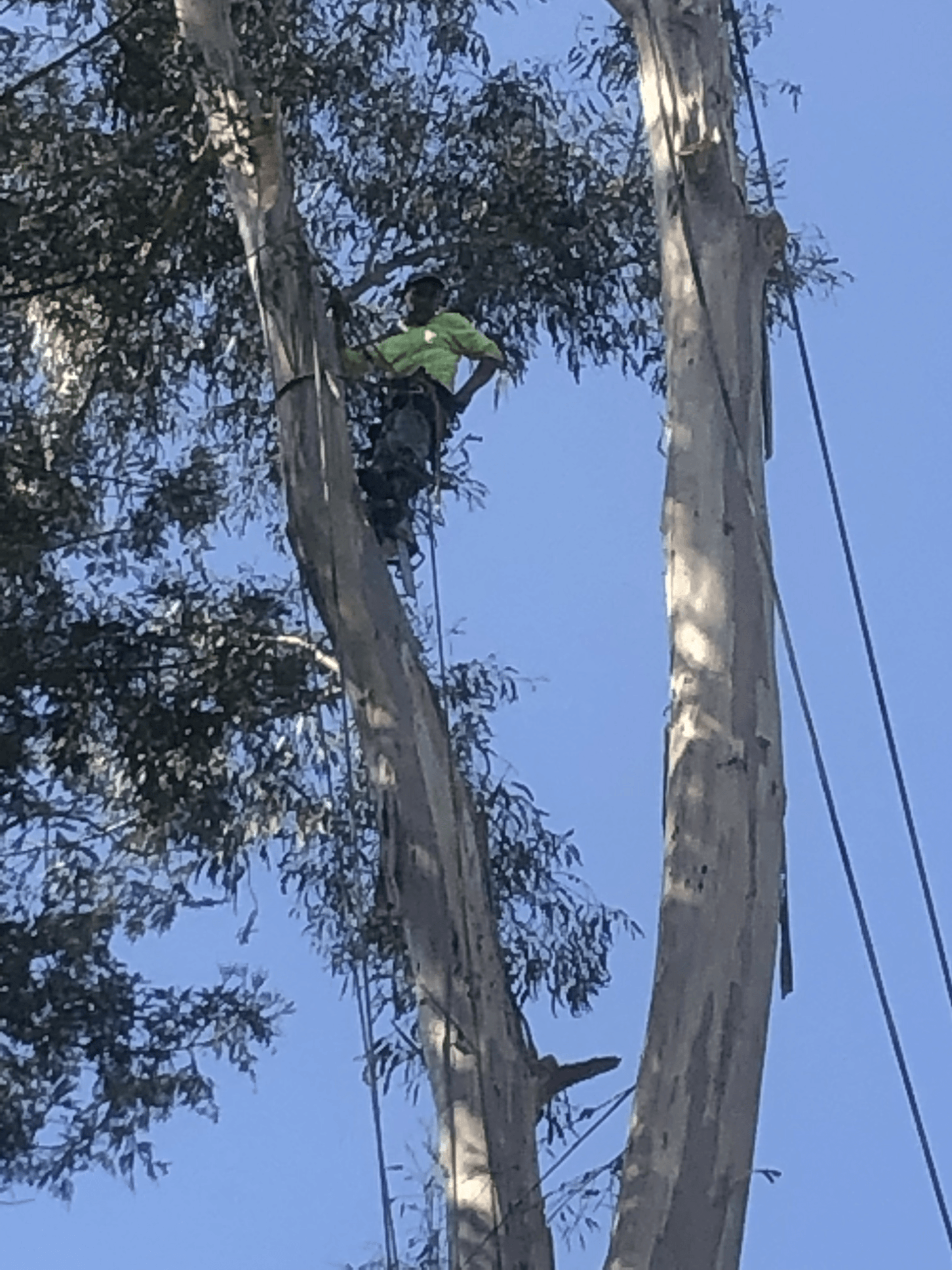 Tree climber