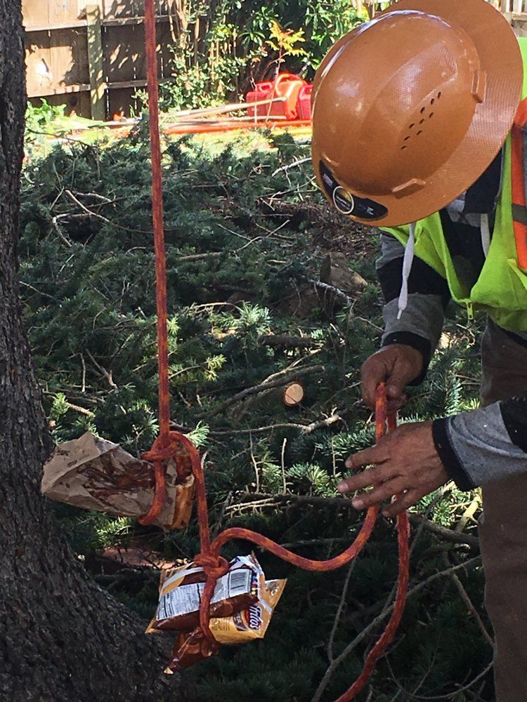 Timberland Tree Care crew putting lunch on a rope for the tree climber to pull up