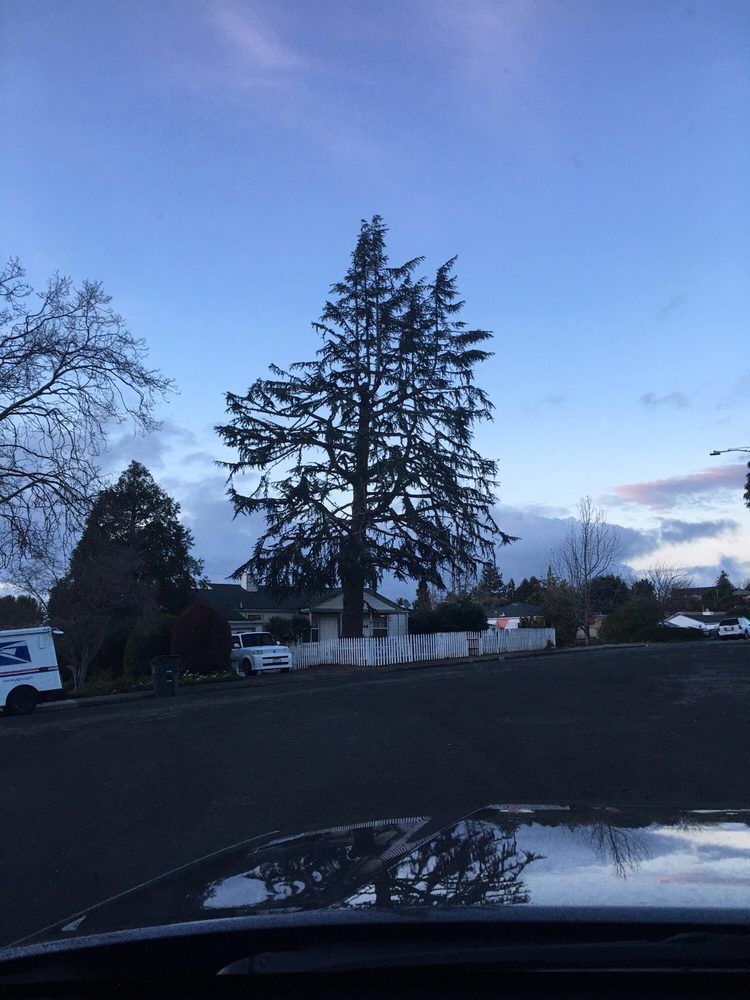 Trees have been trimmed by Timberland Tree Car