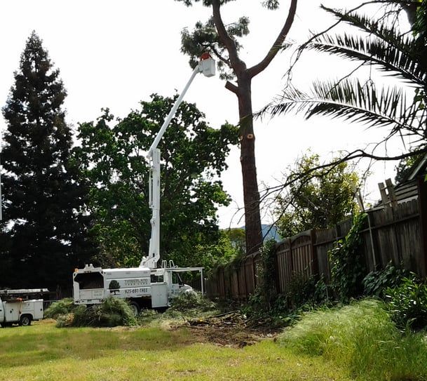 Timberland Tree Care Boom Truck