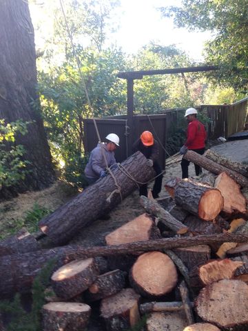Timberland Tree Care  workers
