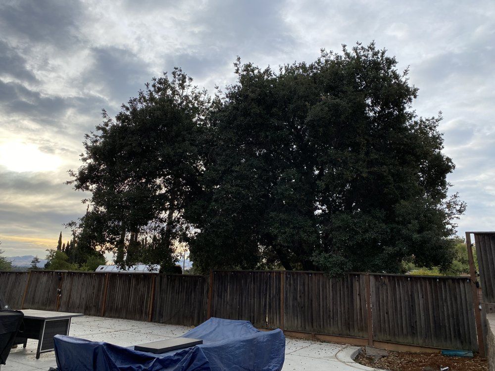 Tree service