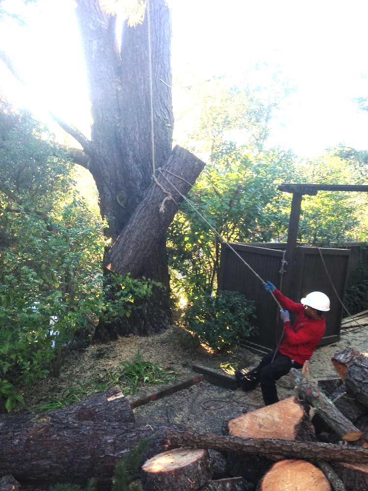 Timberland Tree Care worker holding tree with a rope