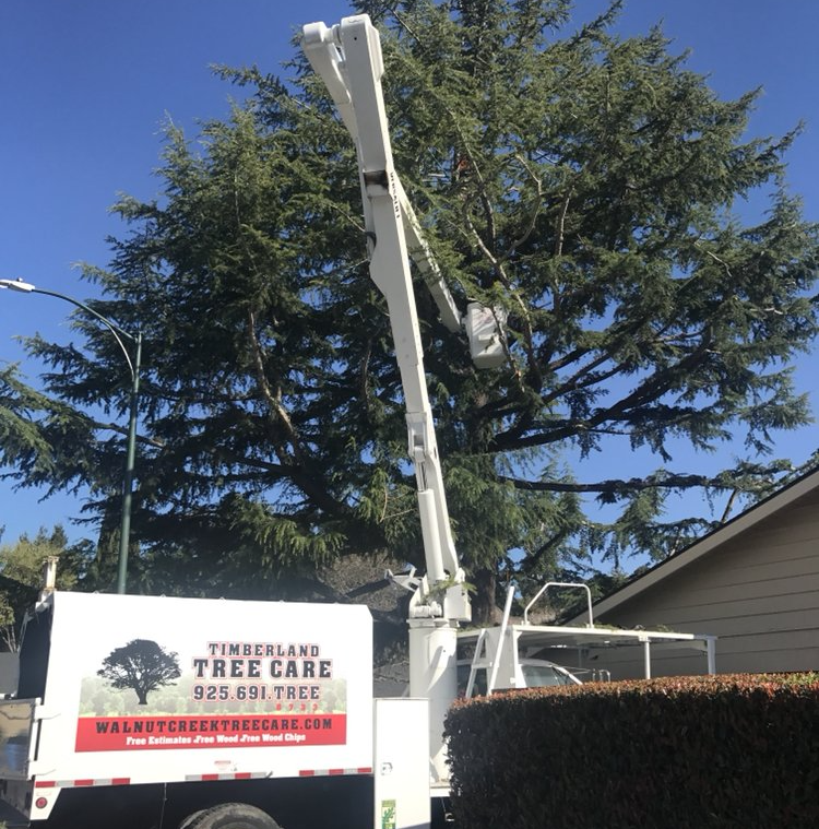 Timberland Tree Care boom truck