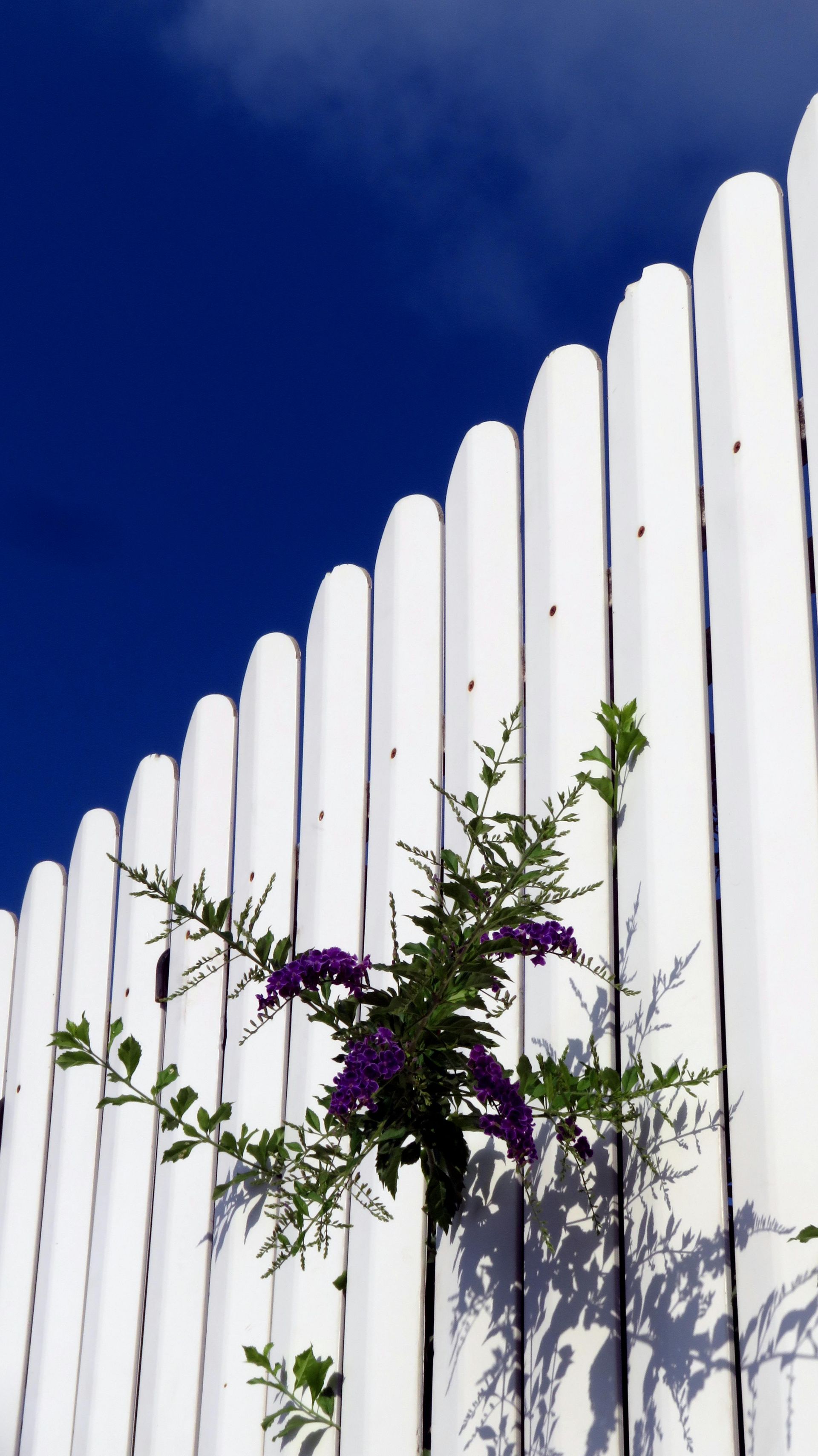 white fence