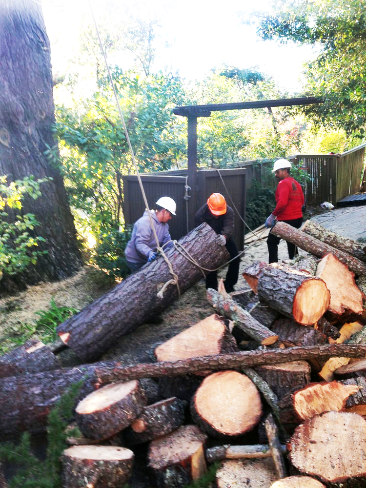 Timberland Tree Care tree removal