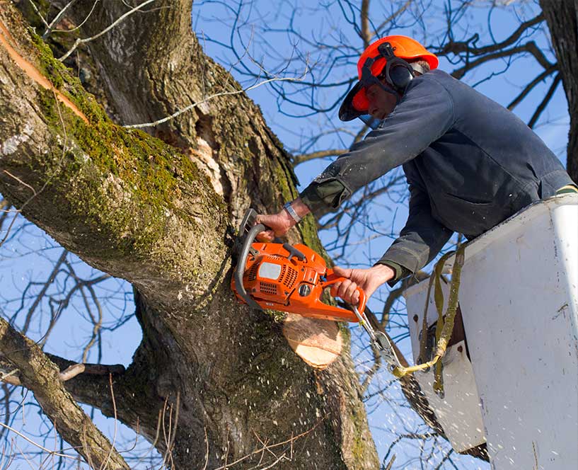 Timberland Tree Care worker cutting tree