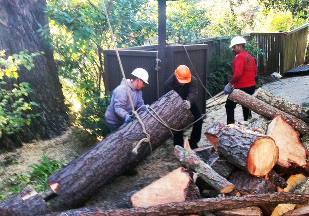 tree specialists removing a tree