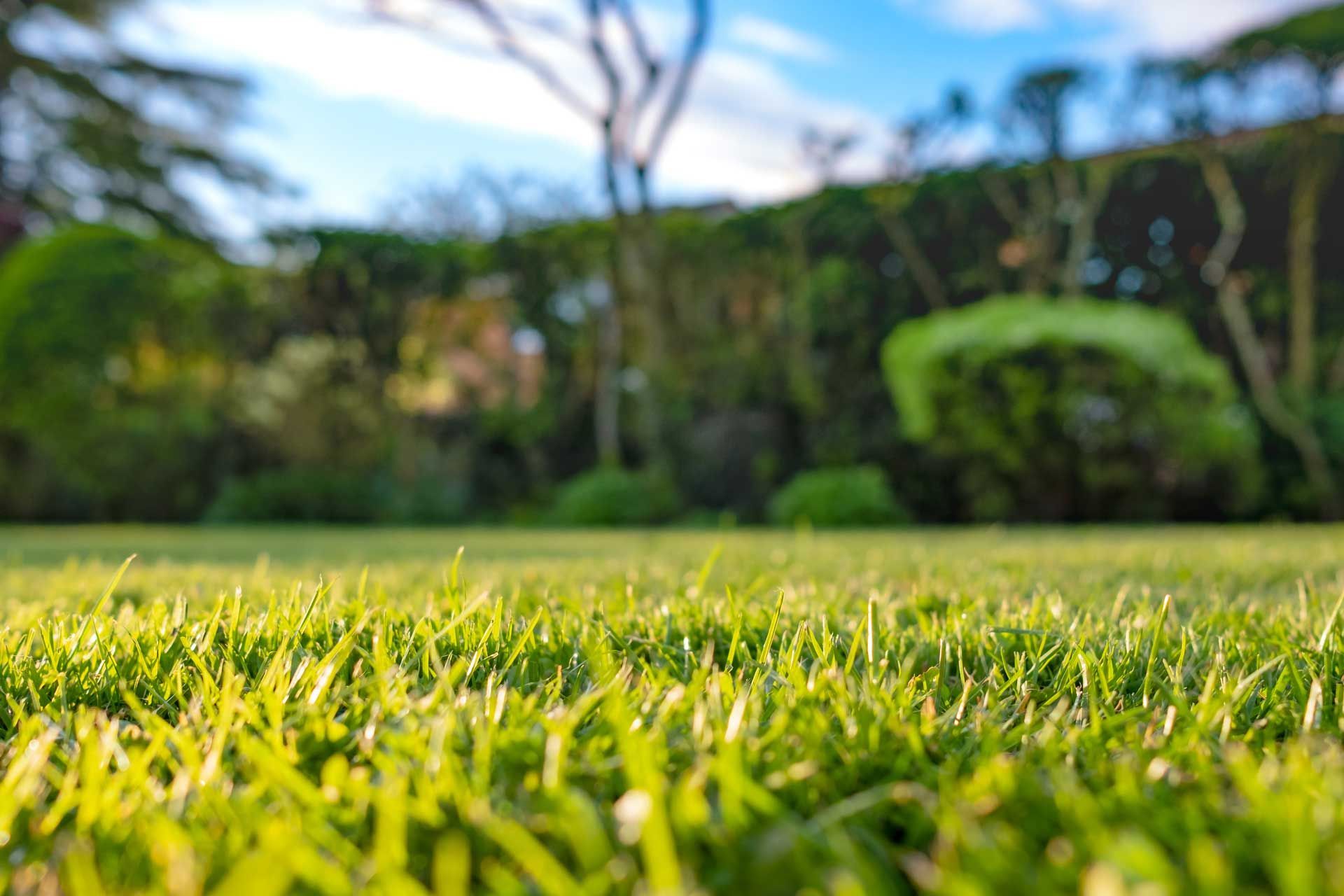 Close-up view of vibrant green grass in a sunny garden, with blurred trees and hedges in the background.