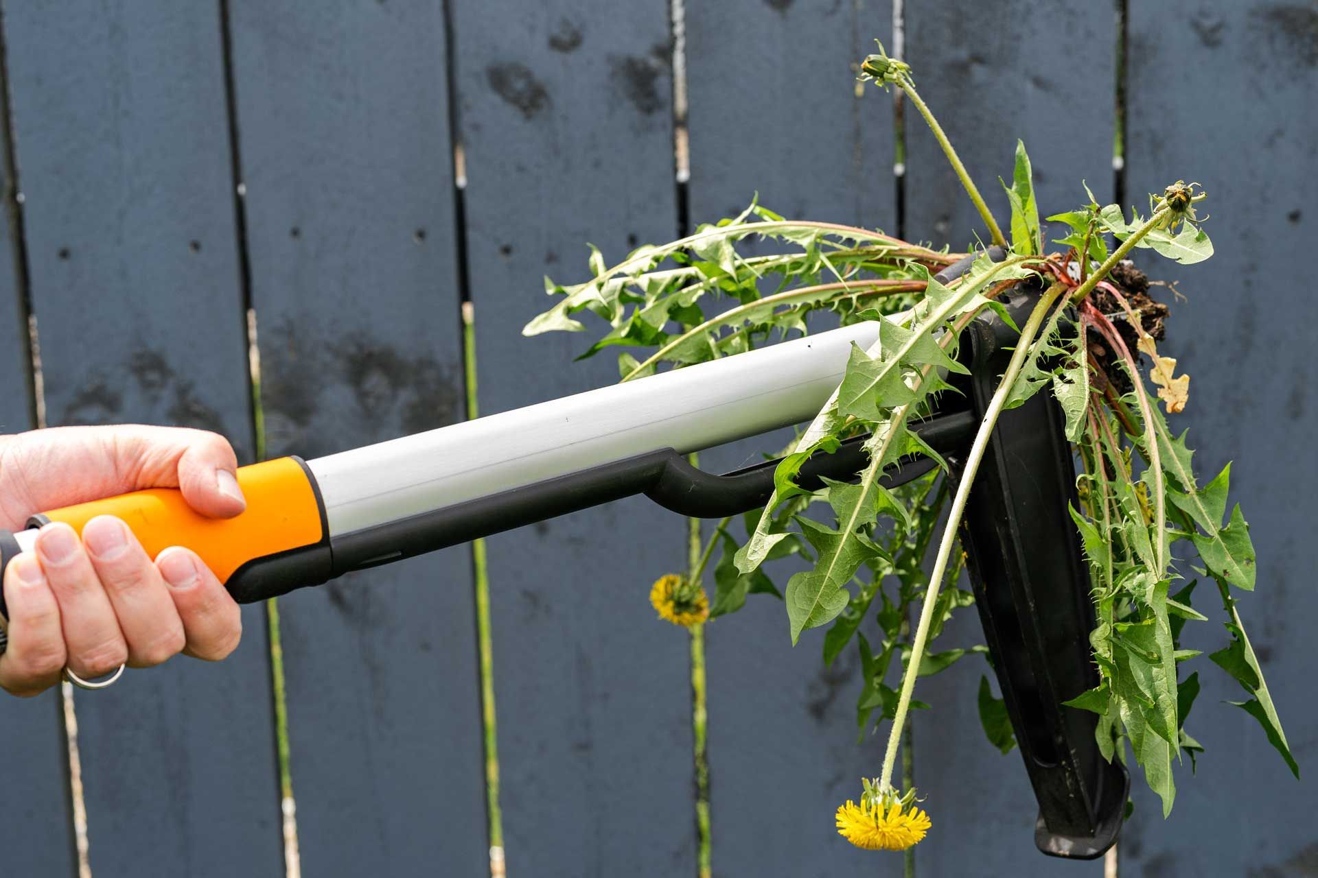 Hand holding a long-handled weeding tool, removing dandelions from a garden bed near a wooden fence.